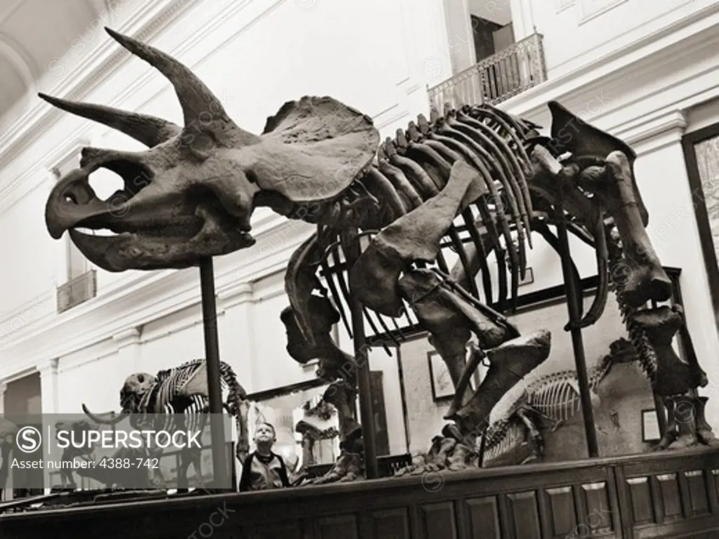 Looking at Triceratops