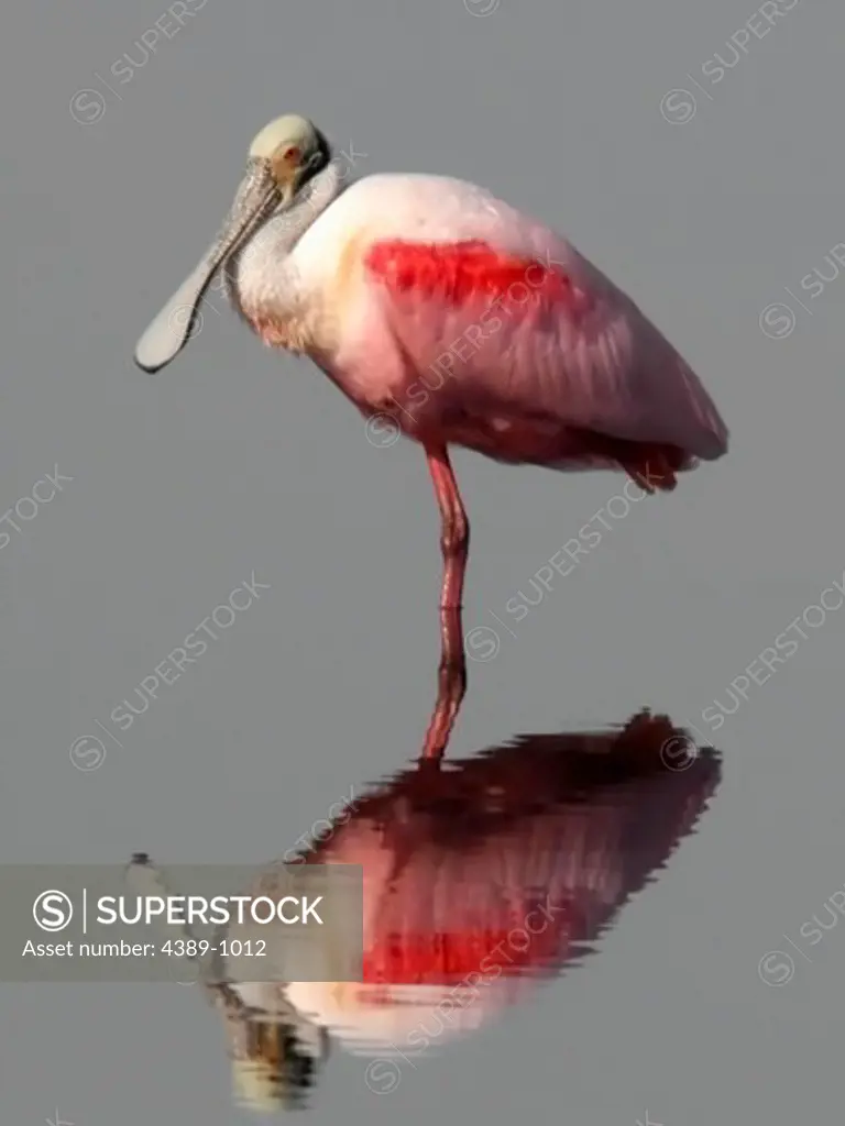 Spoonbill Standing On One Leg