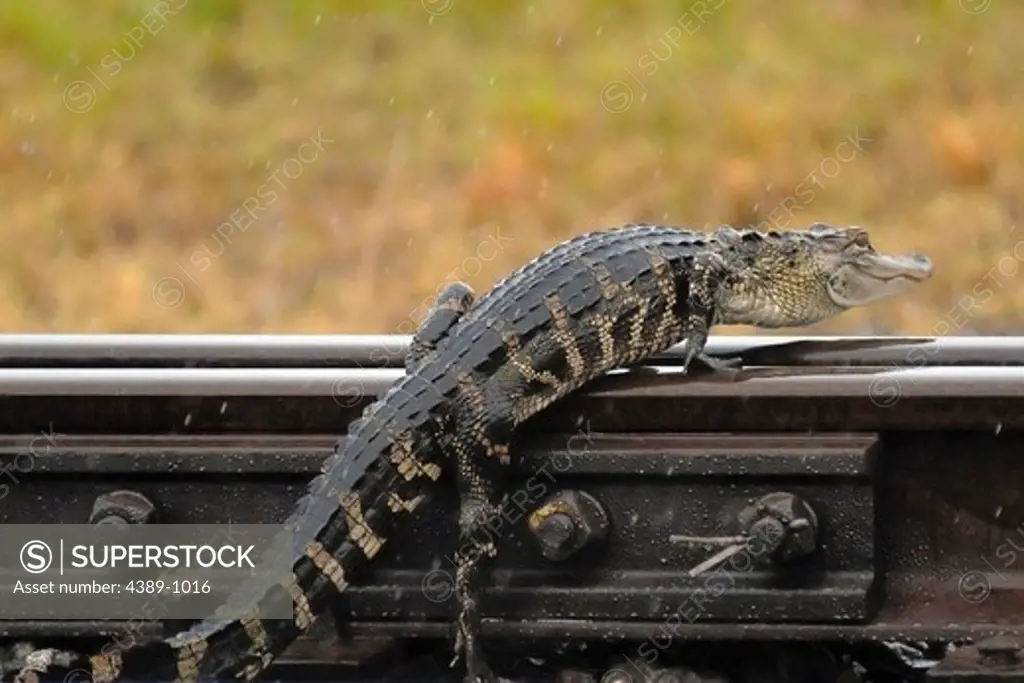 Young Alligator on Railroad Tracks
