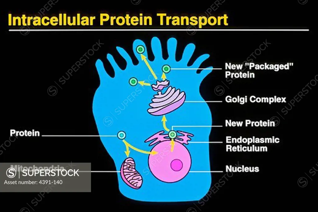 Proteins in the cytoplasm target and activate biochemical reactions in specific cellular components, such as the mitochondria and the nucleus. Within the nucleus, gene expression is activated and leads to new protein synthesis, which are formed on the endoplasmic reticulum. These proteins are transported via the Golgi complex for packaging and distribution to cellular membrane and for extracellular release. Illustration by Jeannie Kelly.