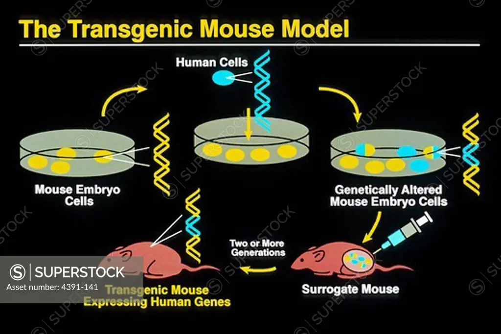 Using recombinant DNA technology, a transgenic mouse has been engineered whose bone marrow is protected from the toxic effects of chemotherapy by expression of the MDR 1 gene. This 'animal system' allows rapid screening of drugs which inhibit the multidrug transporter and heralds a new era of using transgenic animals for pharmacologic screening. Multidrug resistance resulting from expression of an energy-dependent drug efflux pump encoded by the human MDR gene is a major impediment to effective 