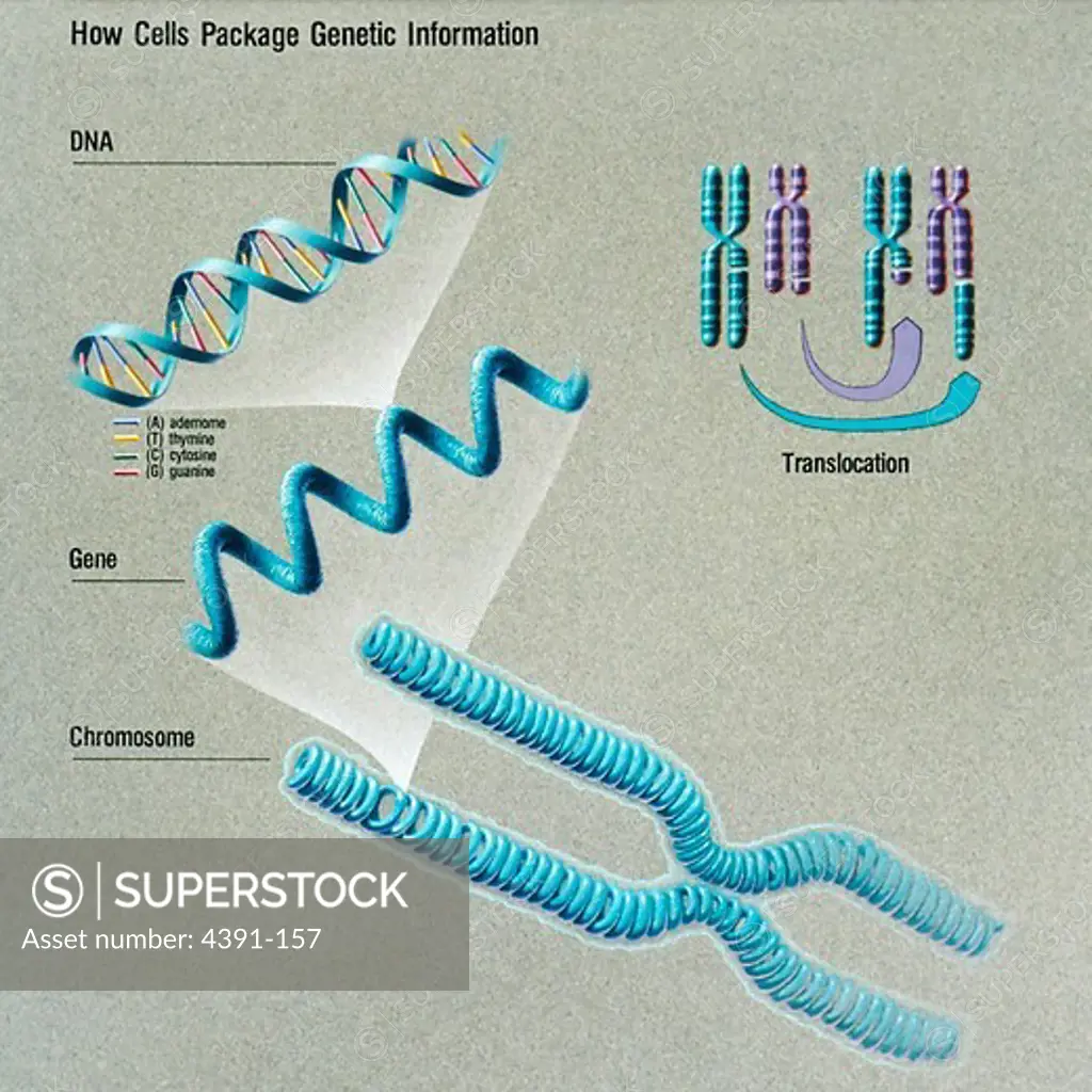 This illustration shows the parts of a chromosome, and also illustrates translocation, which causes some types of cancers. Illustration by Jane Hurd.