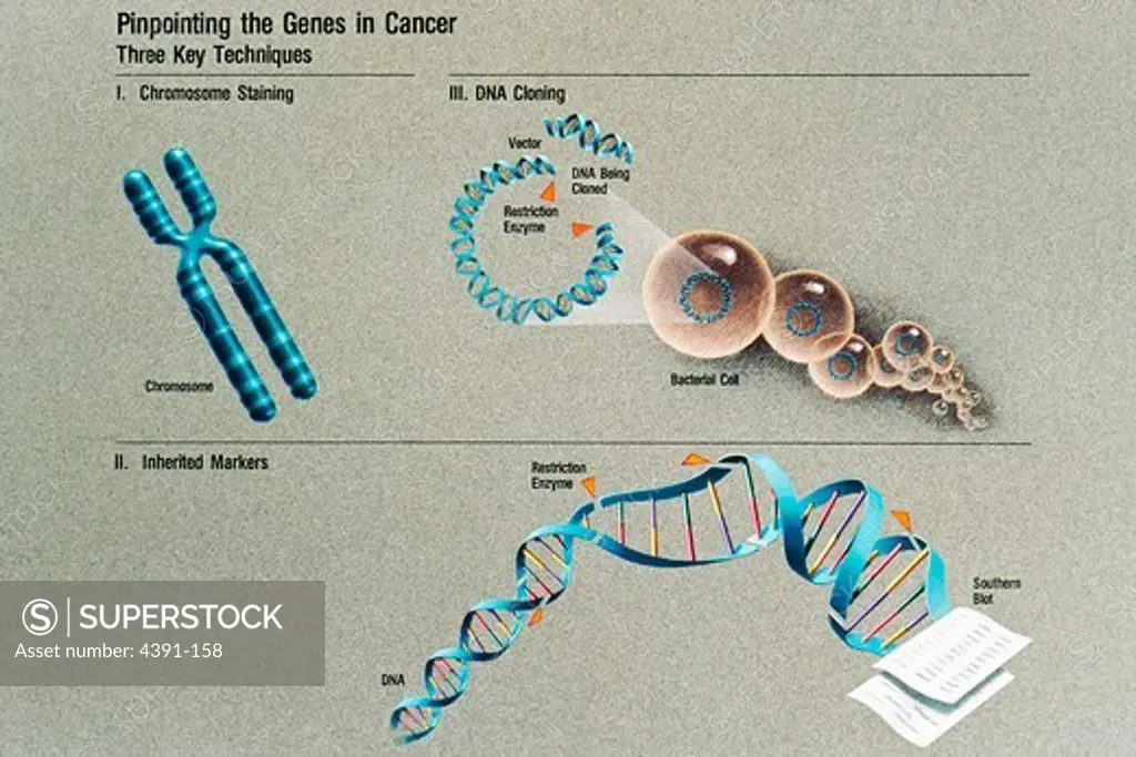 An illustration shows techniques for locating the genes in cancer, including chromosome staining, DNA cloning, and inherited markers. Illustration by Jane Hurd.