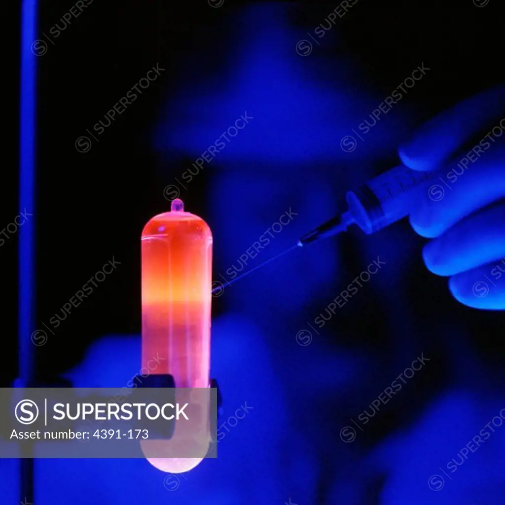 Purified DNA, fluorescing orange under UV light, is extracted and used for molecular biology studies. The purified DNA, in a cesium chloride gradient, binds to the ethidium bromide dye which absorbs UV light and makes the DNA fluoresce orange. This visualization of a single band of DNA aids in the isolation and extraction of the DNA for future molecular biology studies. Photo by Mike Mitchell.