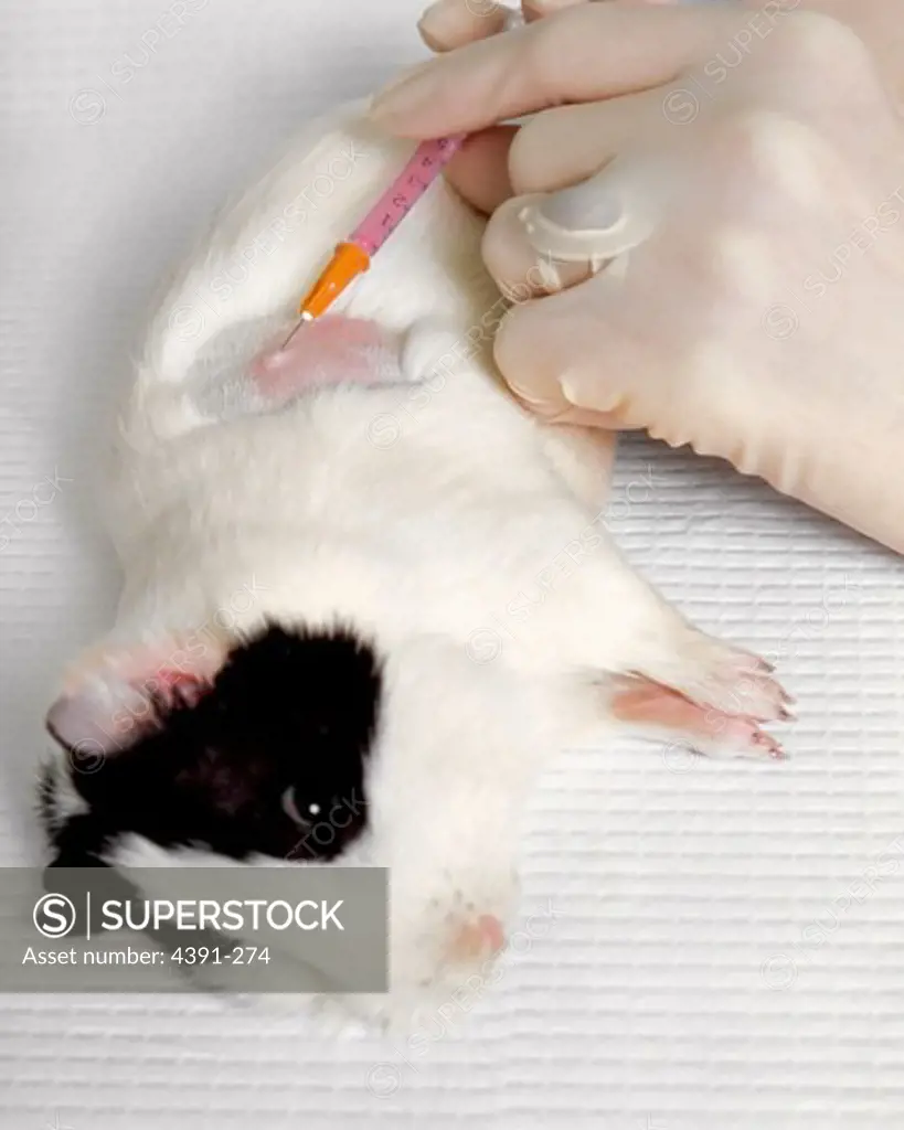 An experimental guinea pig lies on a lab table. The hands of a female technician inject a substance into the animal. The fur around the area being injected has been shaved away, exposing the area to be injected. Perhaps a chemical is being tested for its carcinogenic effect. Photo by Linda Bartlett.