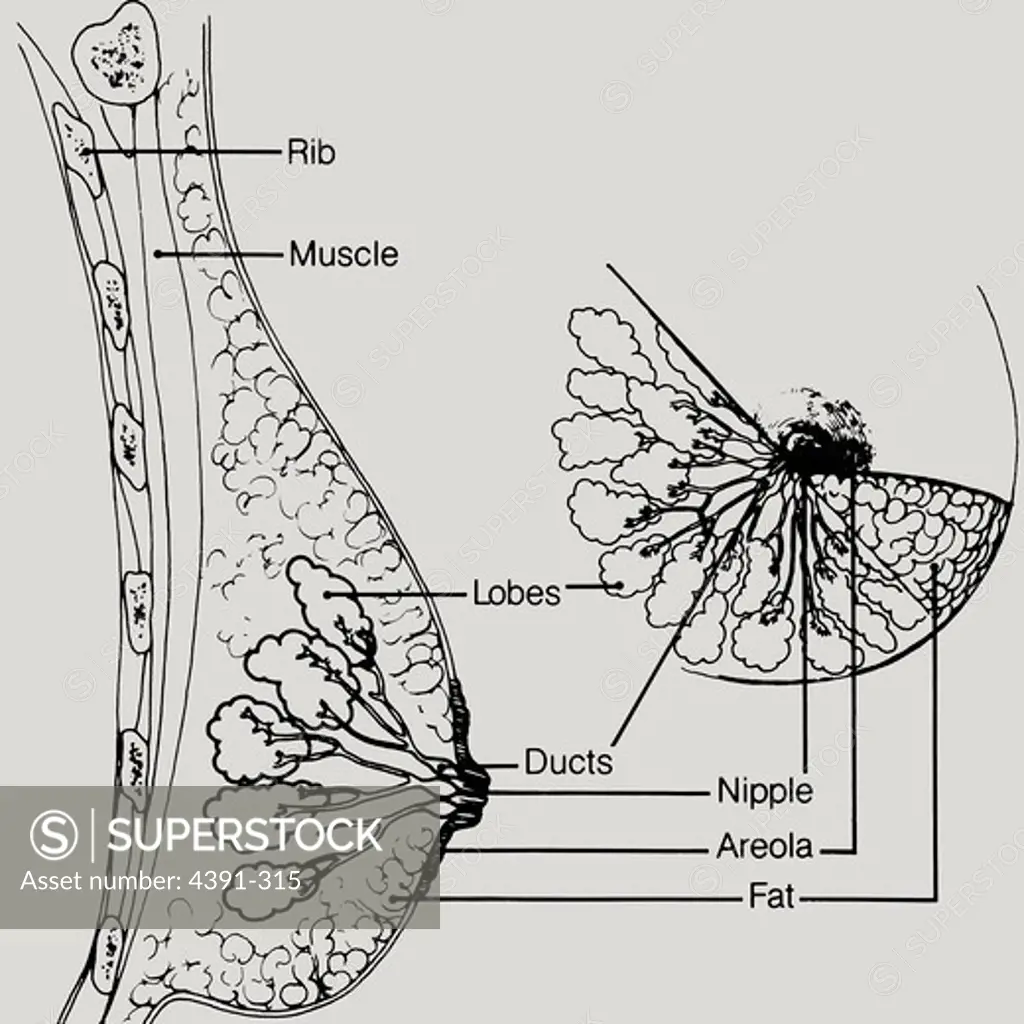 A diagram of the human female breast, including a cutaway, and subcutaneous  details. Diagram by Susan Spangler. - SuperStock