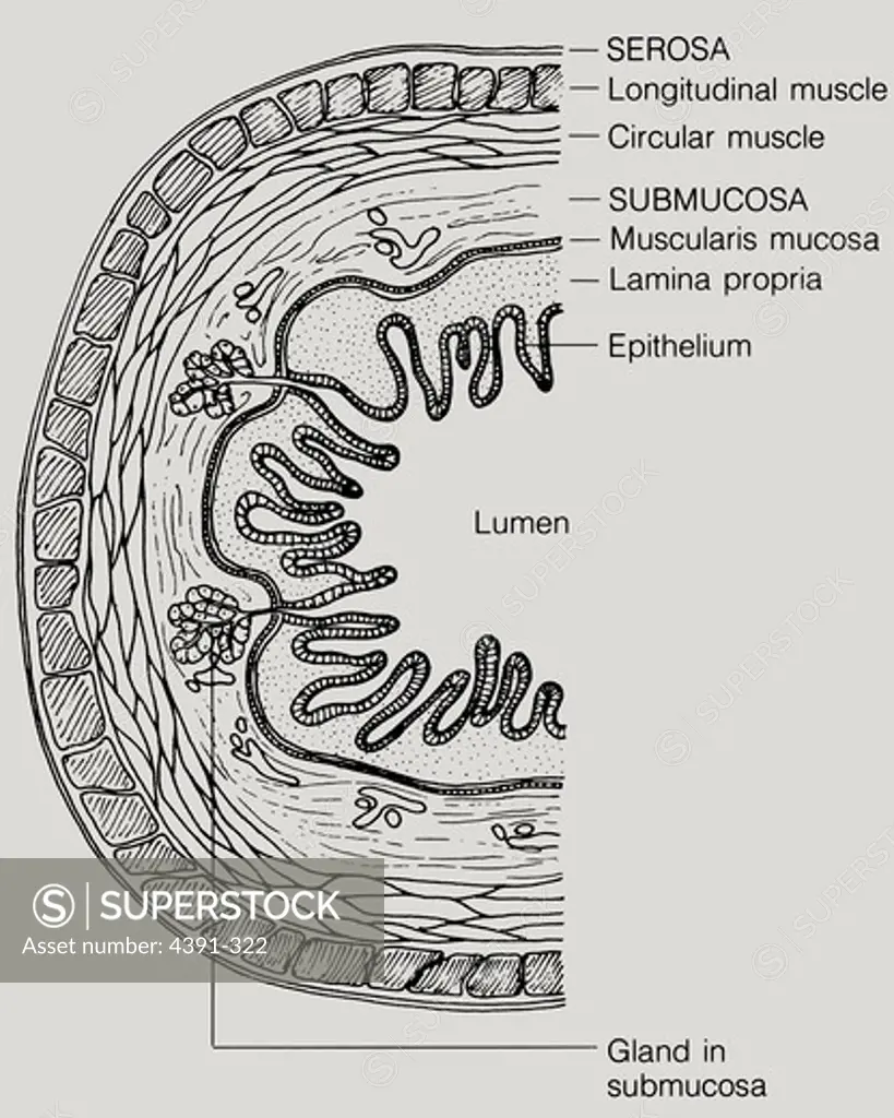 The walls of the digestive tract have four layers of tissue: mucosa, submucosa, muscularis externa and serosa. The inner-most layer is the mucosa, a membrane that forms a continuous lining of the GI tract from the mouth to the anus. In the large bowel, this tissue contains cells that produce mucus to lubricate and protect the smooth inner surface of the bowel wall. Connective tissue and muscle separate the muscosa from the second layer, the submucosa, which contains blood vessels, lymph vessels,