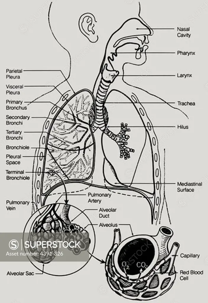 A detailed line drawing of the human respiratory system including interior features like terminal bronchiole.