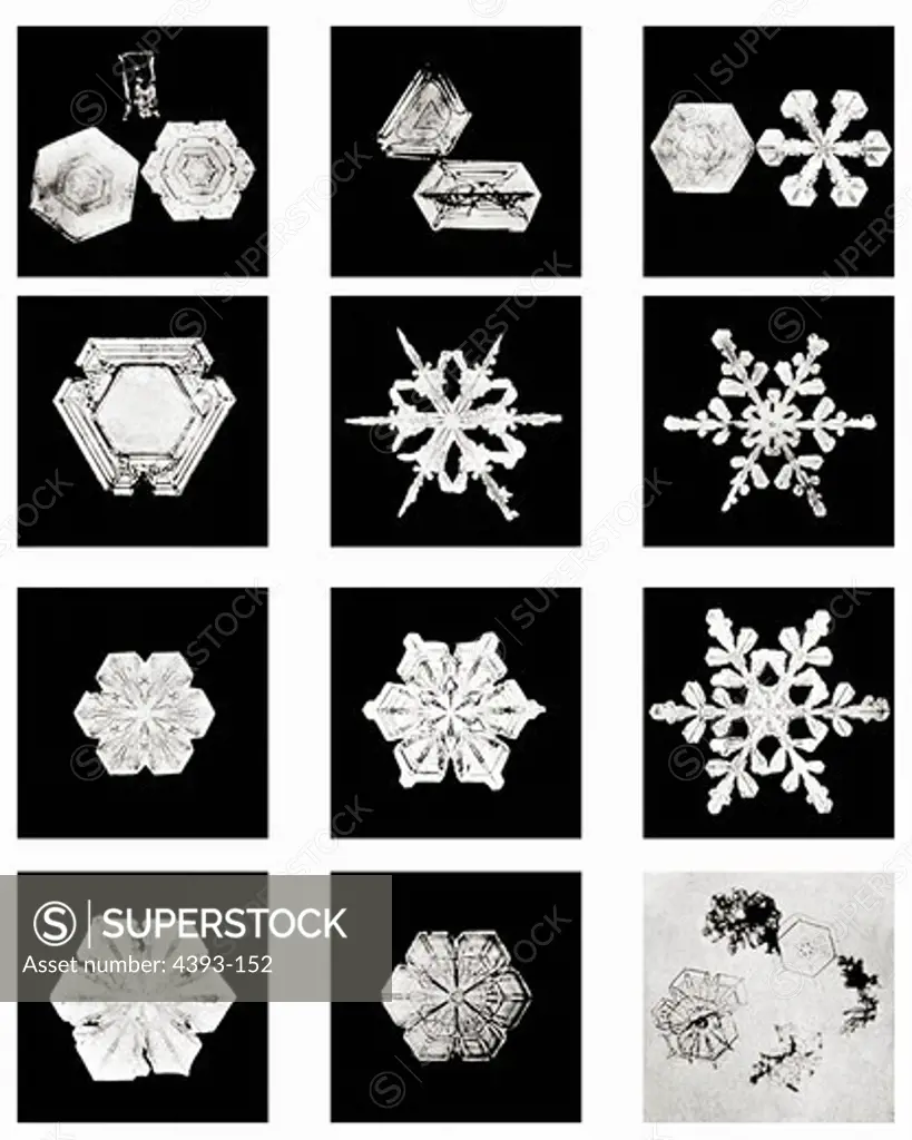 Plate VIII of Studies Among Snow Crystals