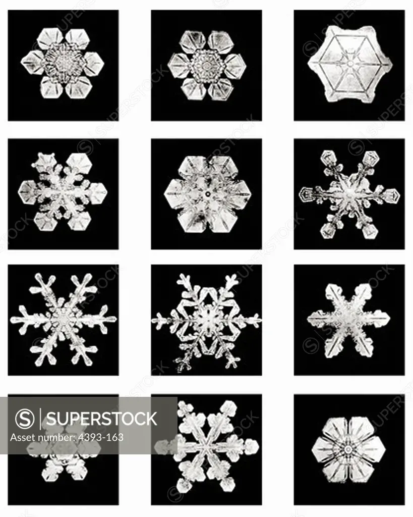 Plate XIX of Studies Among Snow Crystals