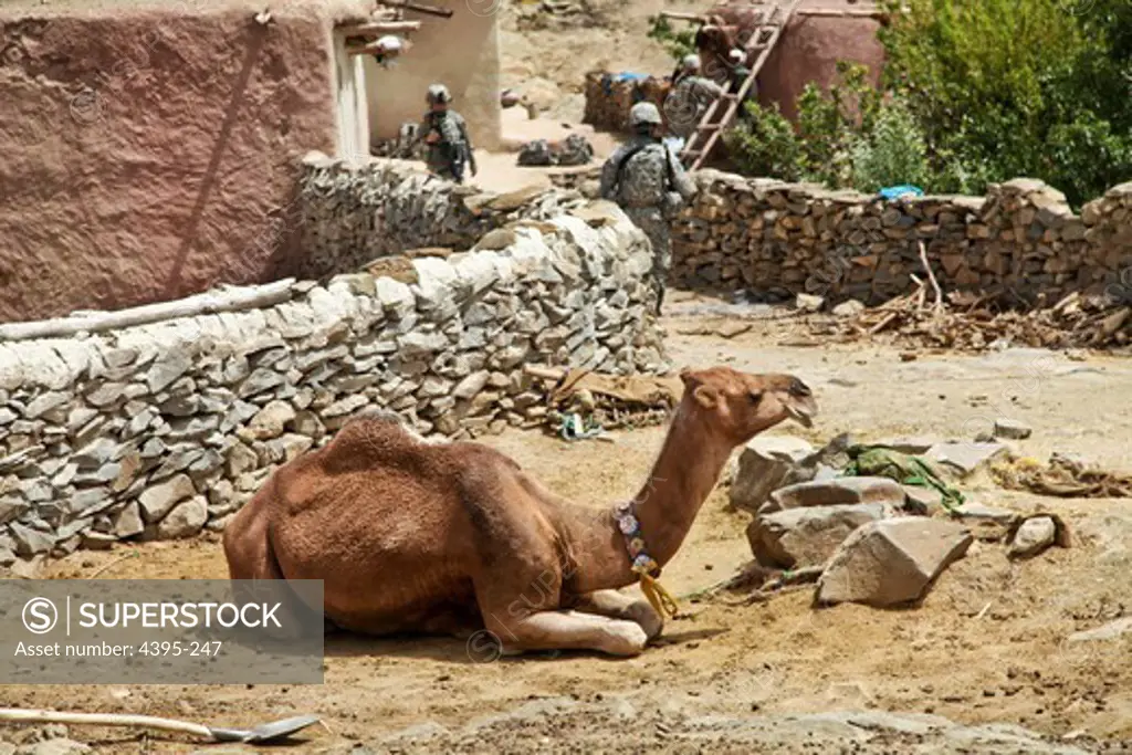 A camel sits an observes the scouts of 3rd Battalion, 187 Infantry, 101st Airborne Division from Ft. Campbell, Ky. as they patrol through Tomanay village, Aug.  27, West Paktika province, Afghanistan.