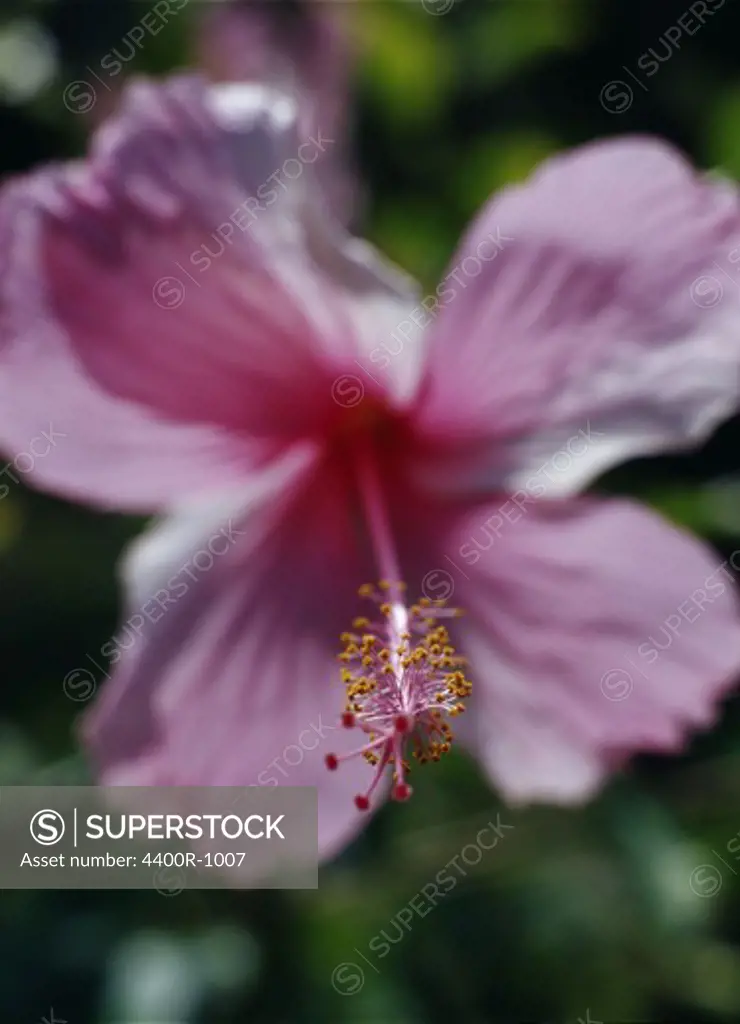 A pink flower, close-up.