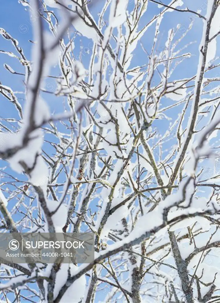 Snow on Tree Branches.
