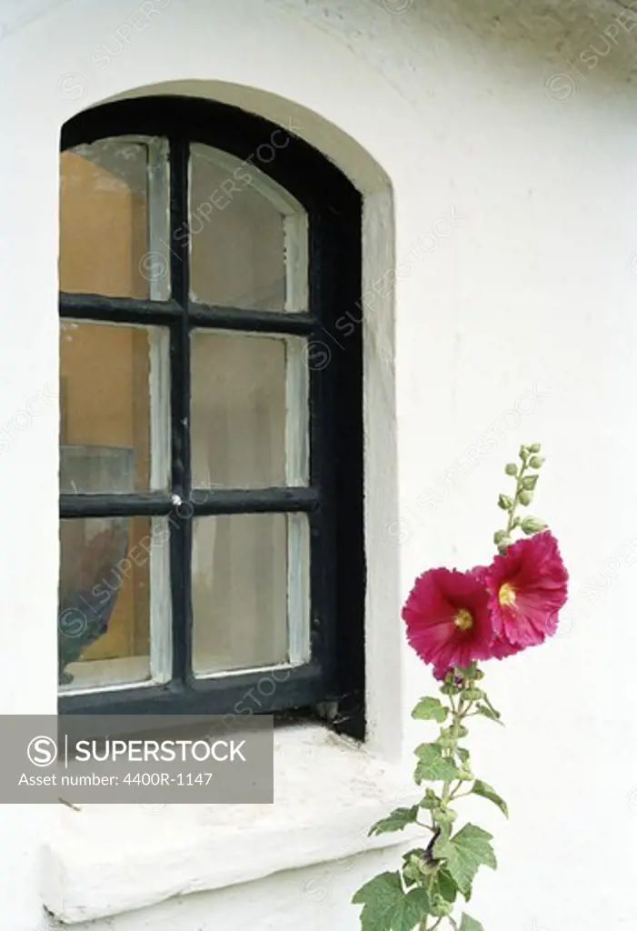 A hollyhock by a house, Sweden.