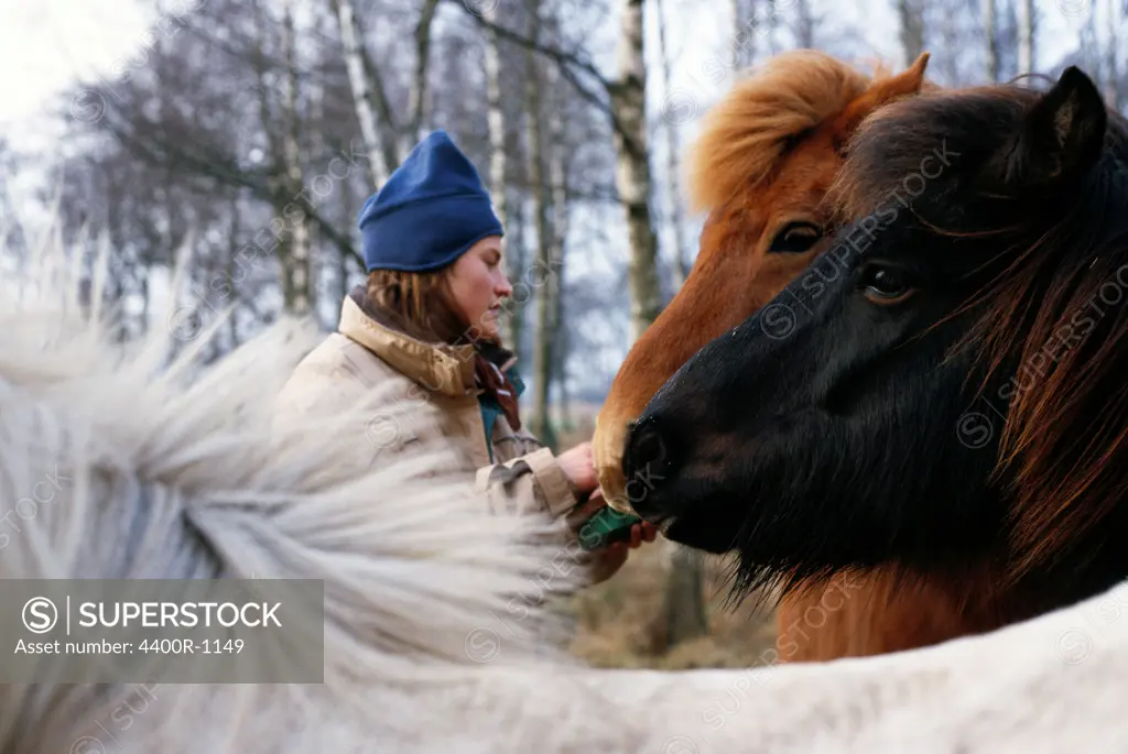 A woman and Icelandic horses, Skane, Sweden.
