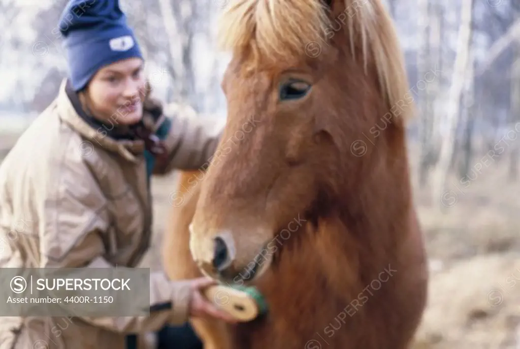 A woman and an icelandic horse, Skane, Sweden.