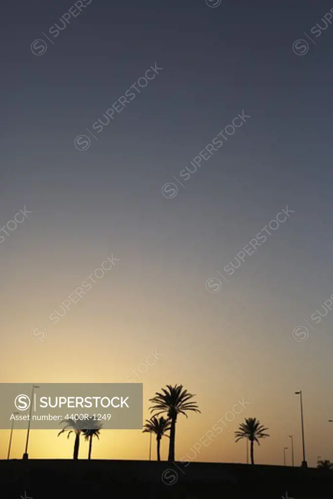 Silhouette of palm trees in the sunset, Gran Canaria, Spain.