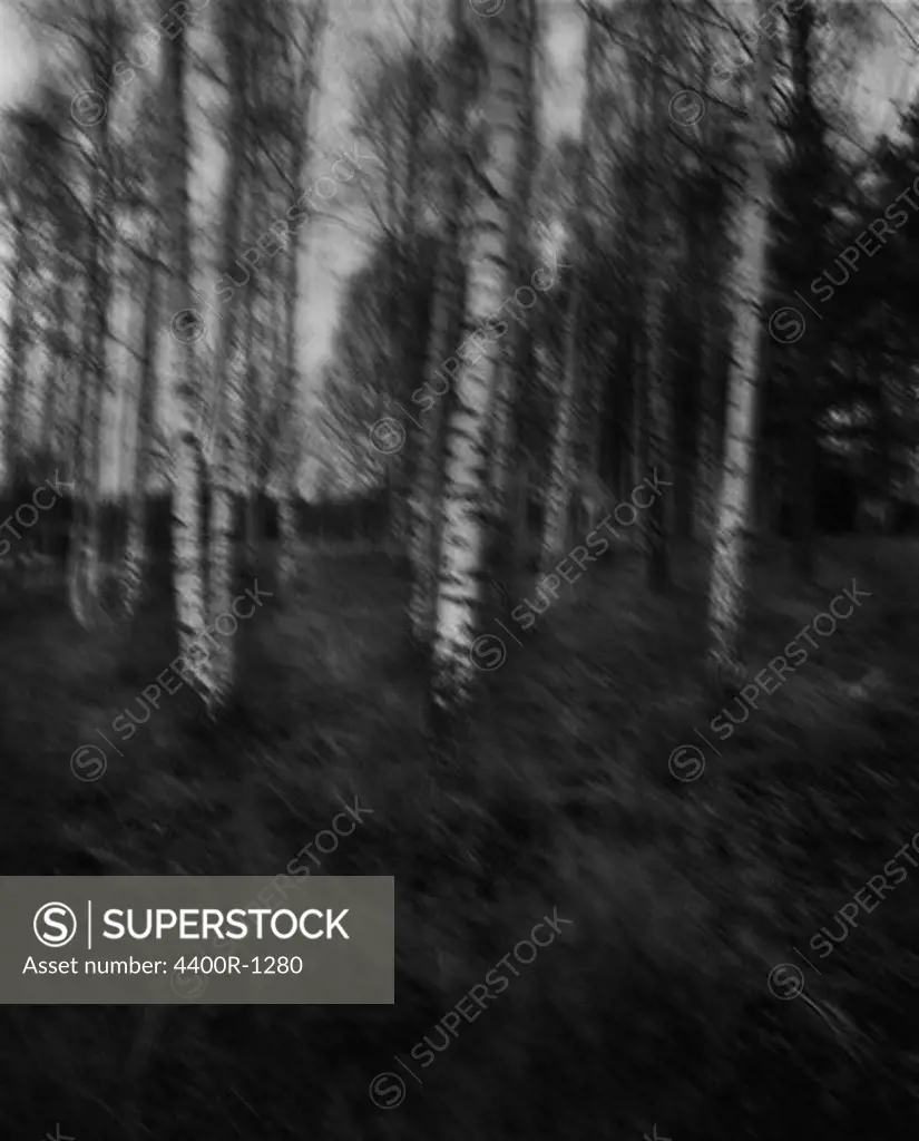 Birch trees, blurred.