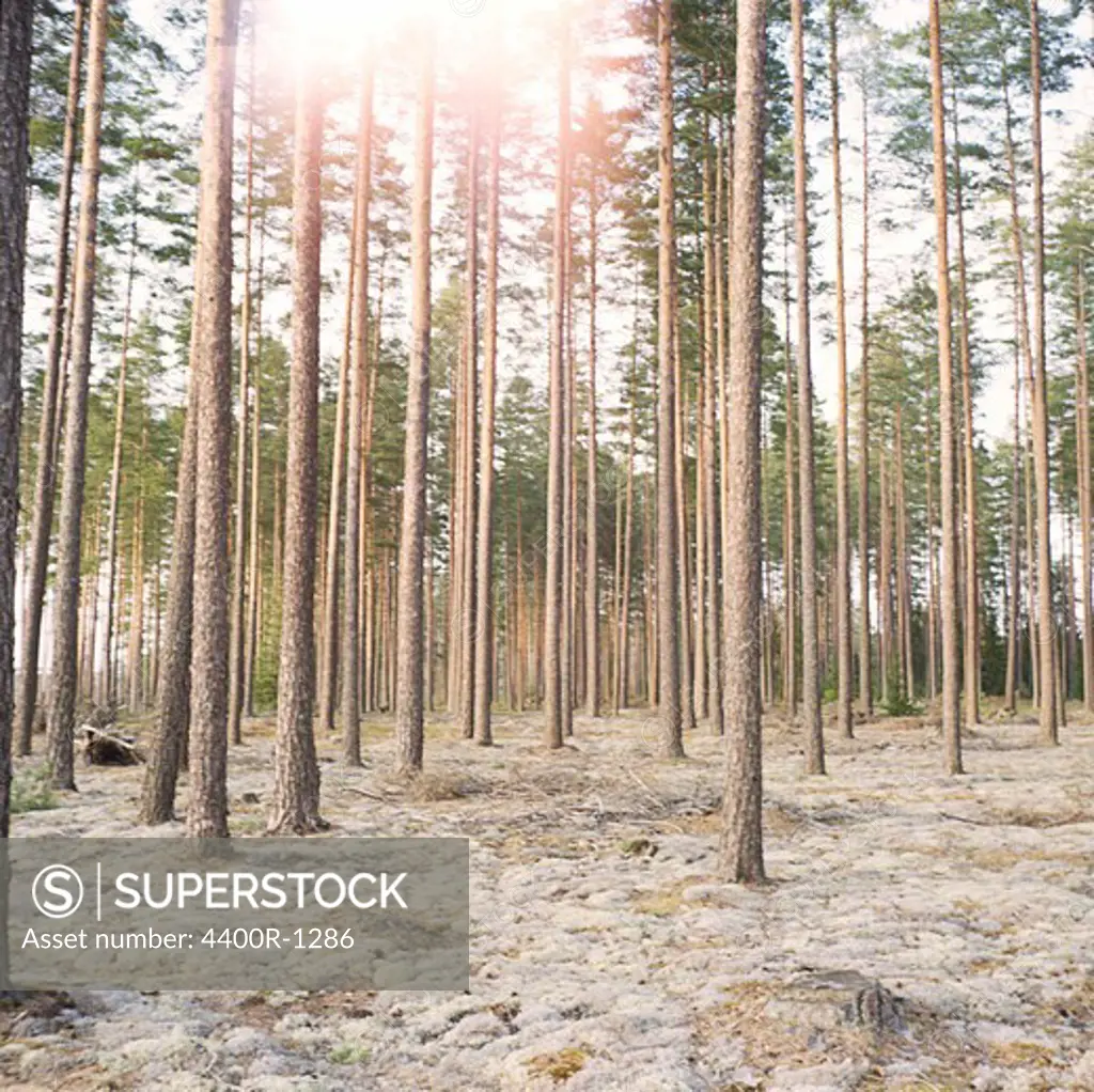 Sunlight in a forest, Sweden.
