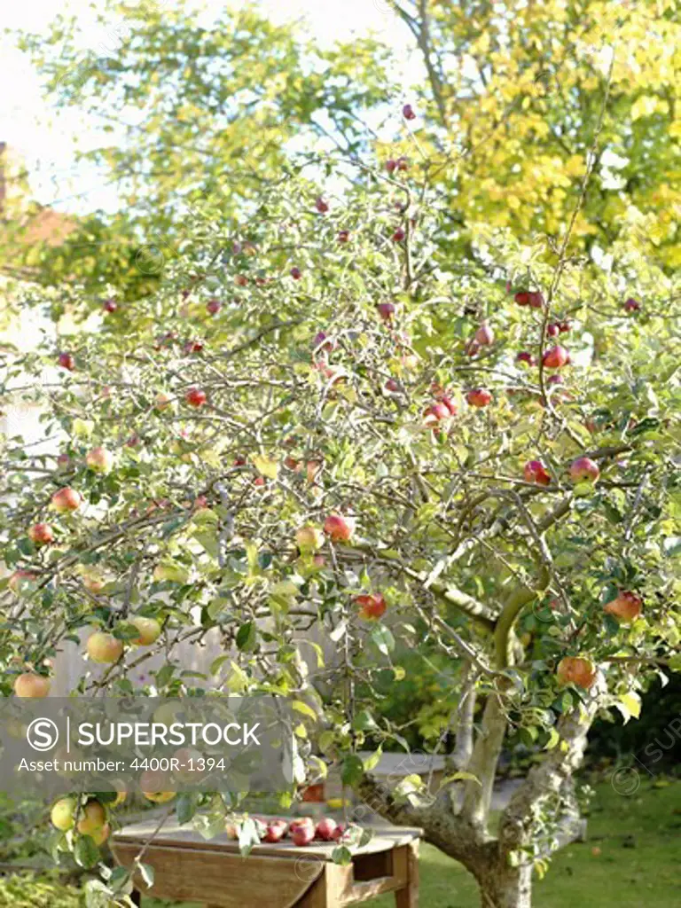 Appletrees in a sunny garden, Sweden.