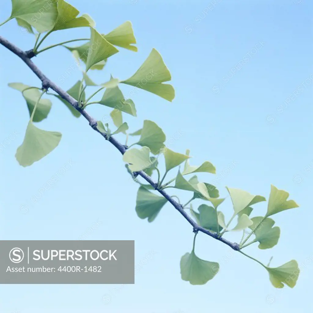 Green leaves and a blue sky, Sweden.