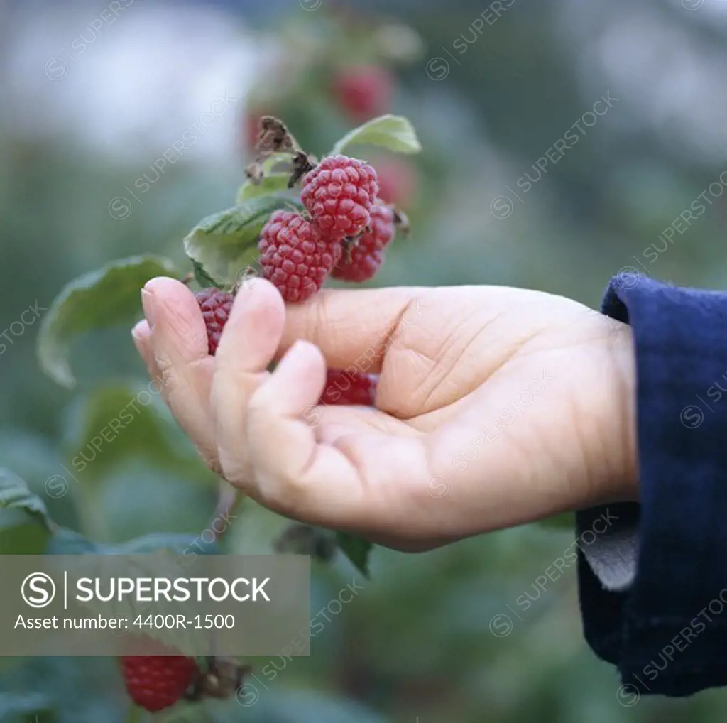 A woman picking raspberries, Sweden.