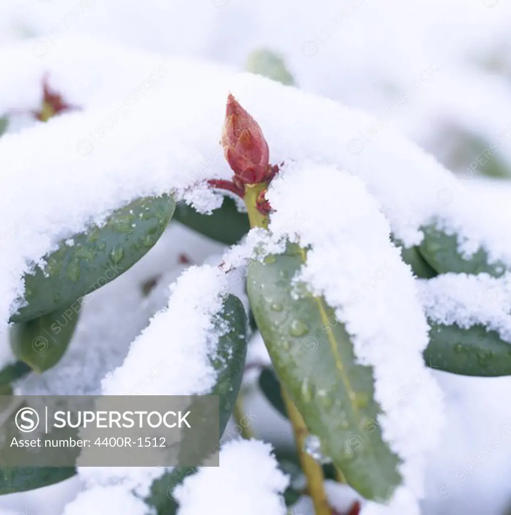 Snow covered plant, Sweden.