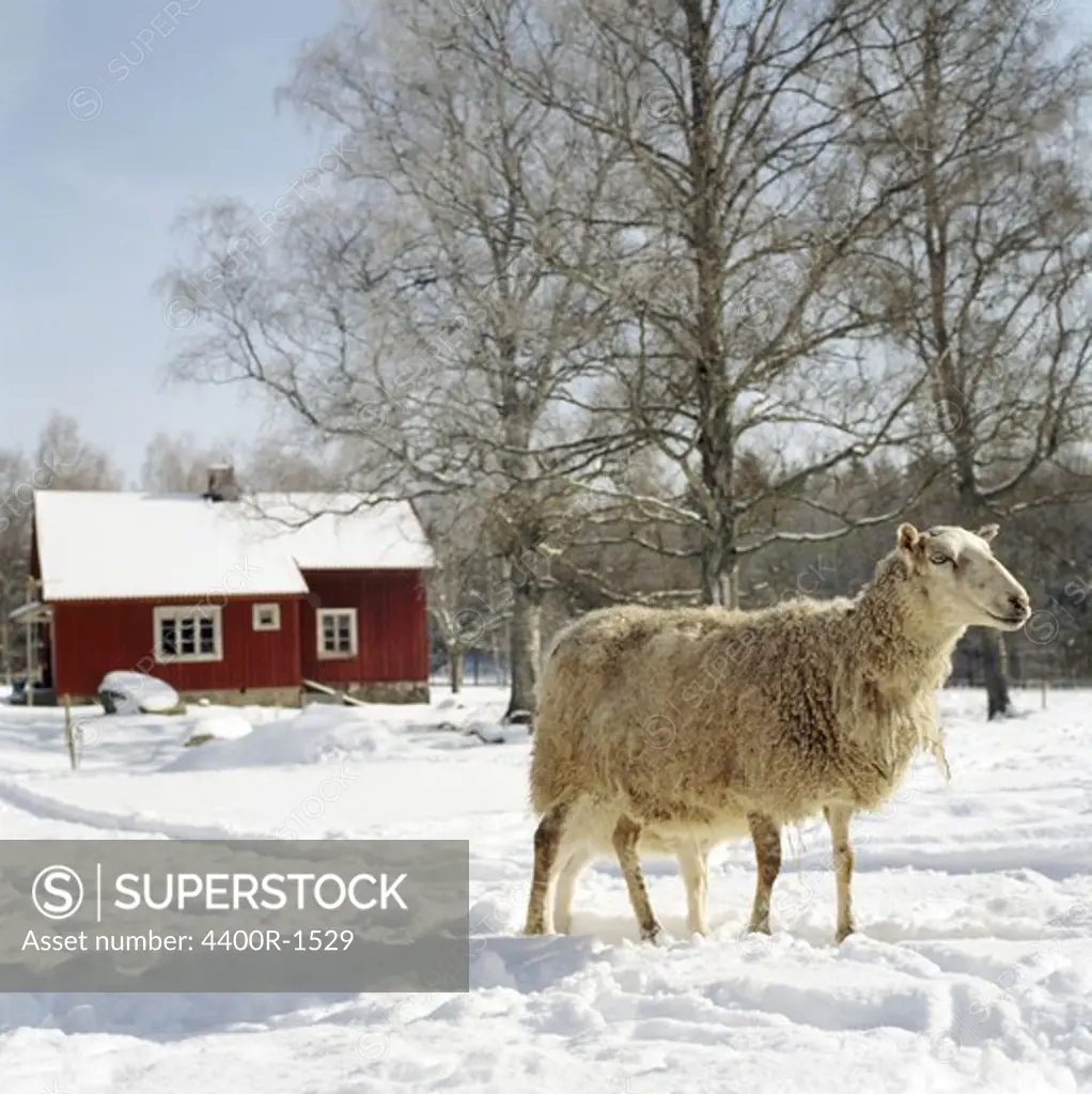Sheep in the snow, Sweden.