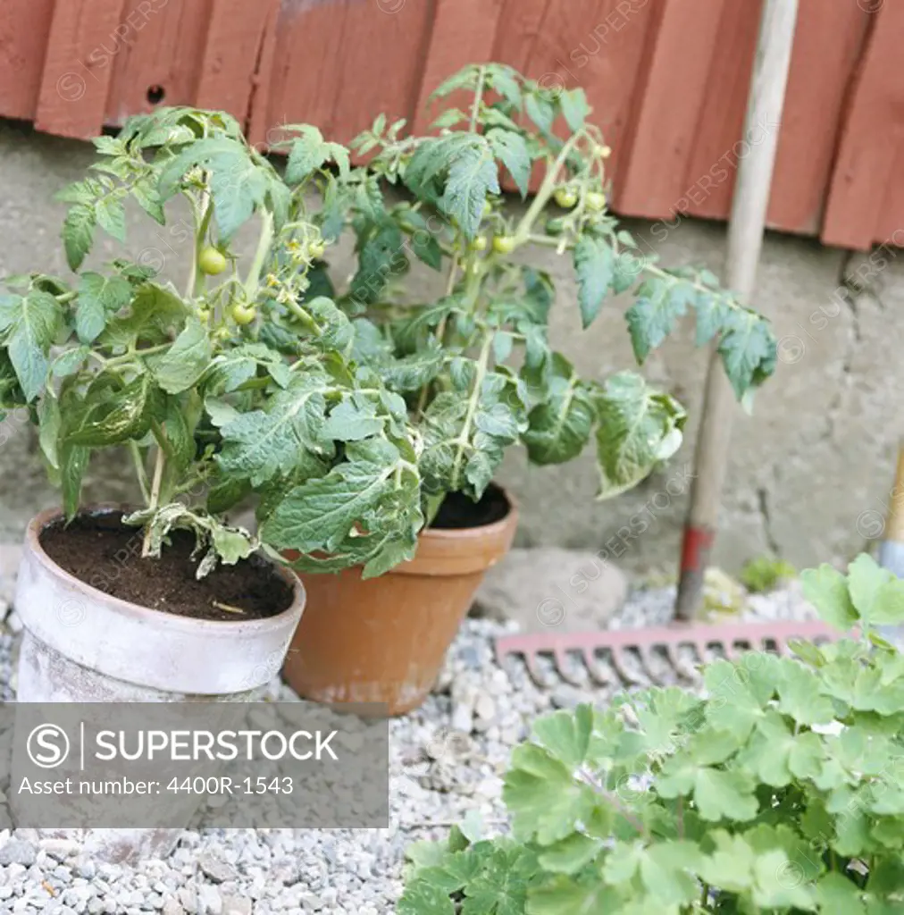 Tomato plants outside a house, Sweden.