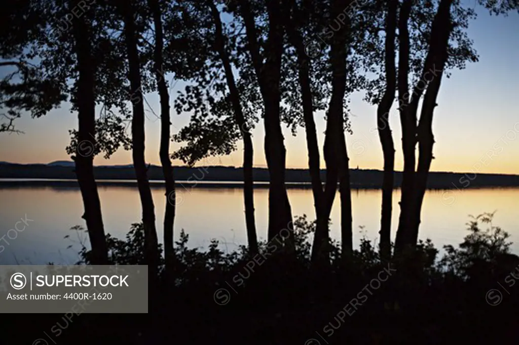 Treetrunks and a lake at dusk, Jamtland, Sweden.