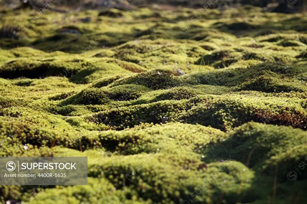 A green bog, Sweden.