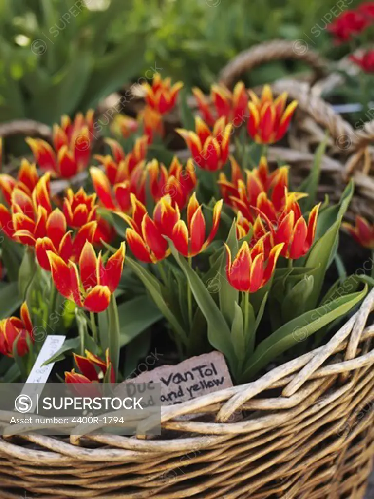 Tulips in a basket, Sweden.