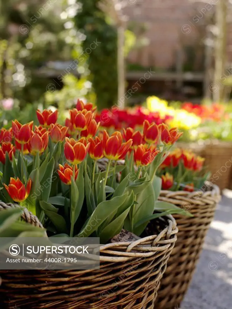 Tulips in a basket, Sweden.