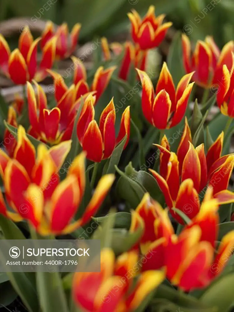 Tulips, Sweden.