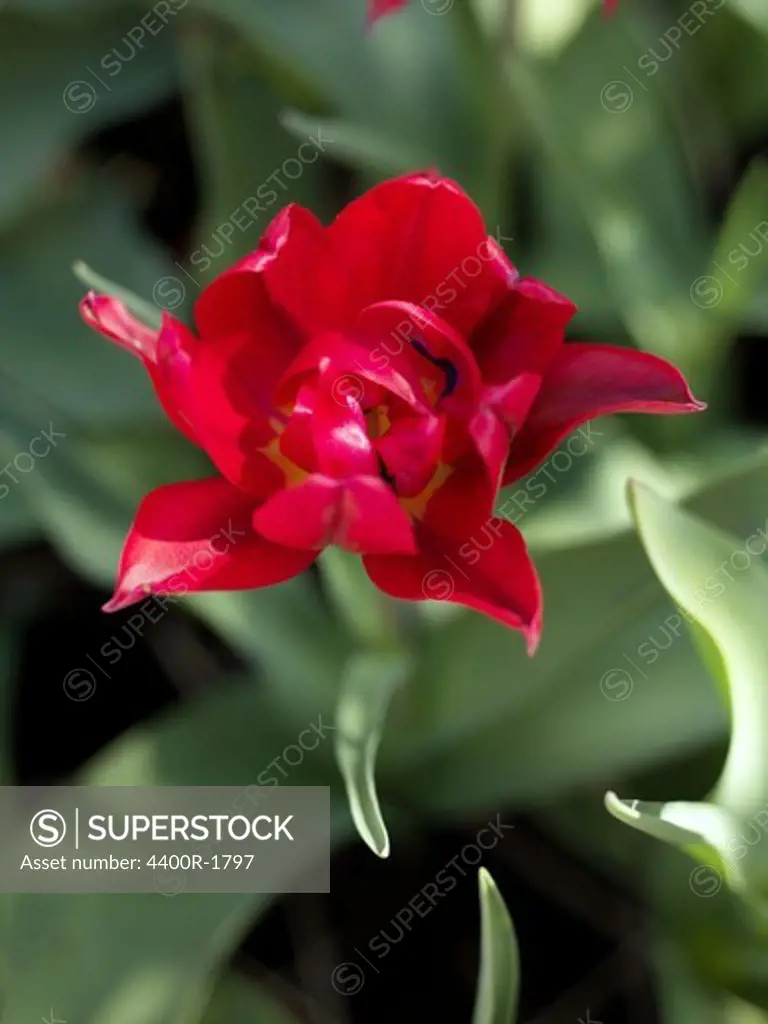 A red tulip, Sweden.
