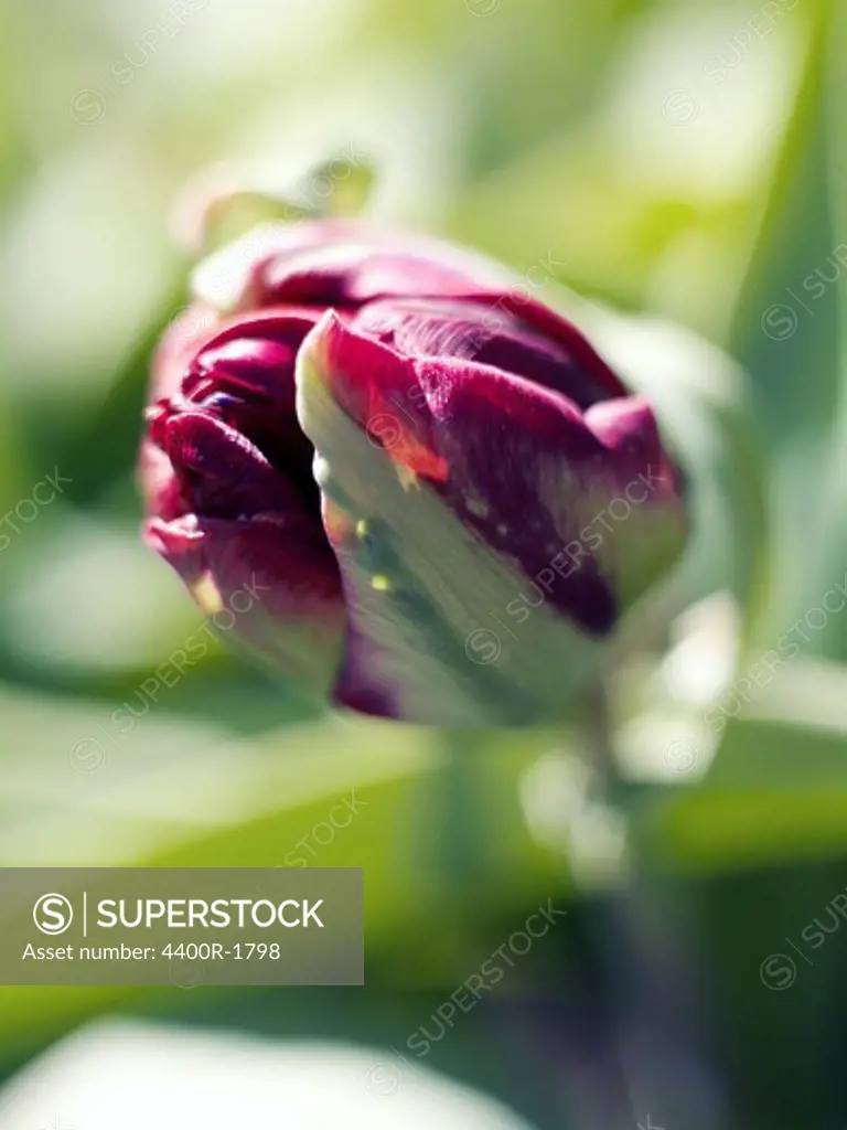 A tulip, close-up, Sweden.