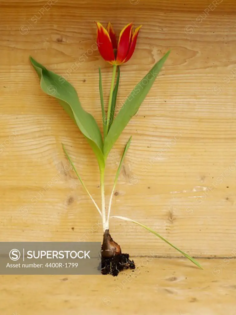 A tulip, Sweden.