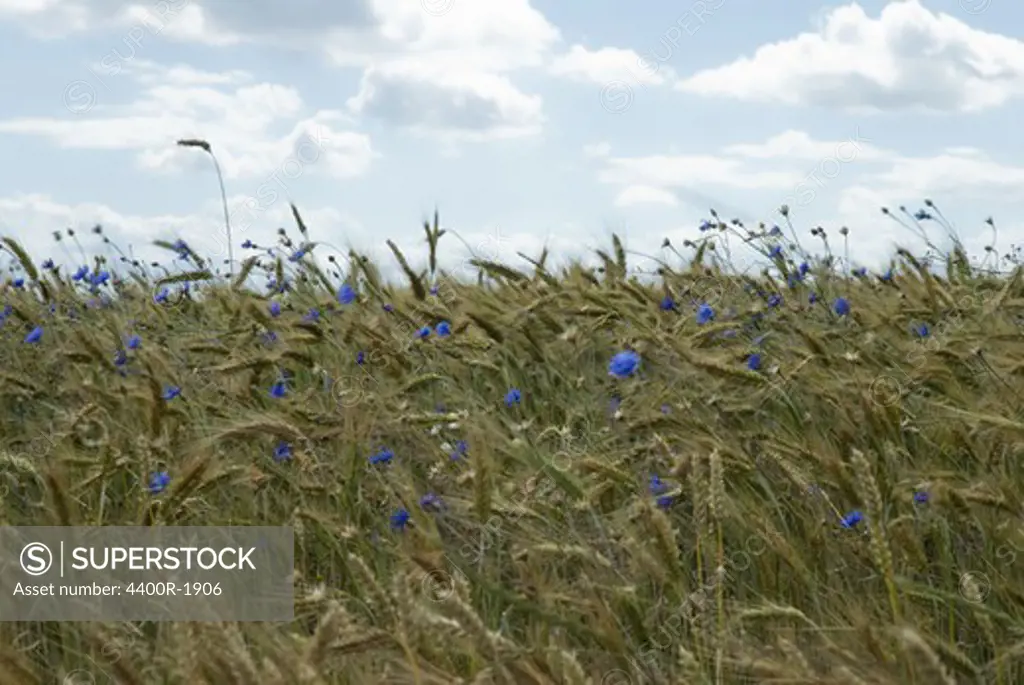 Flax field.