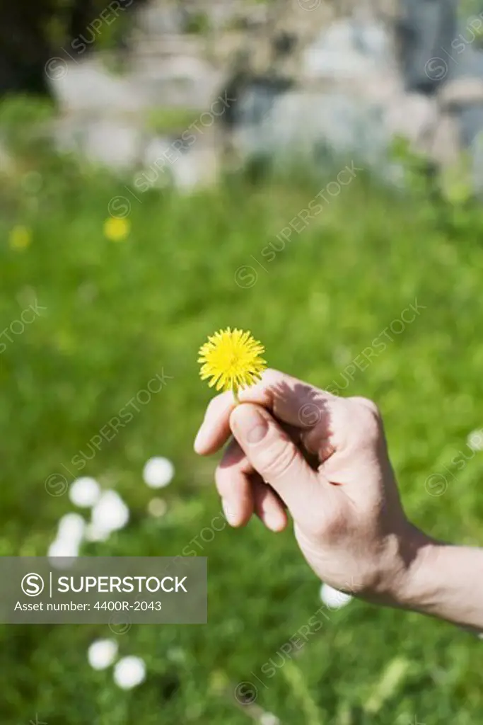 Hand picking flowers, Sweden.
