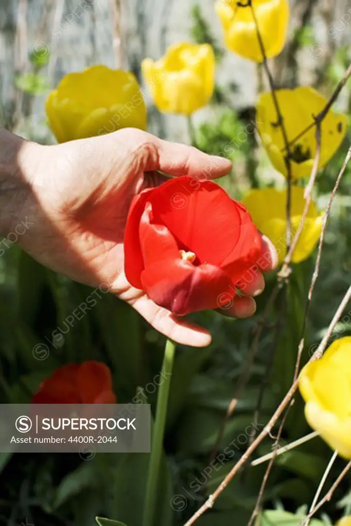A woman and a tulip, Sweden.