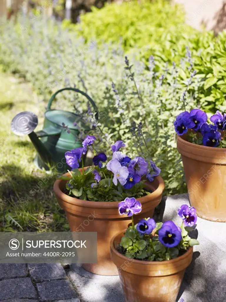 Purple pansies in flower pots