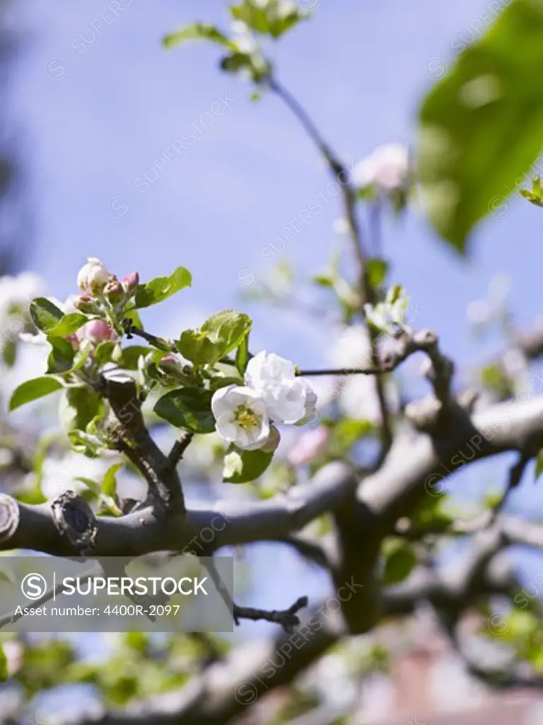 Close-up of apple tree blossom