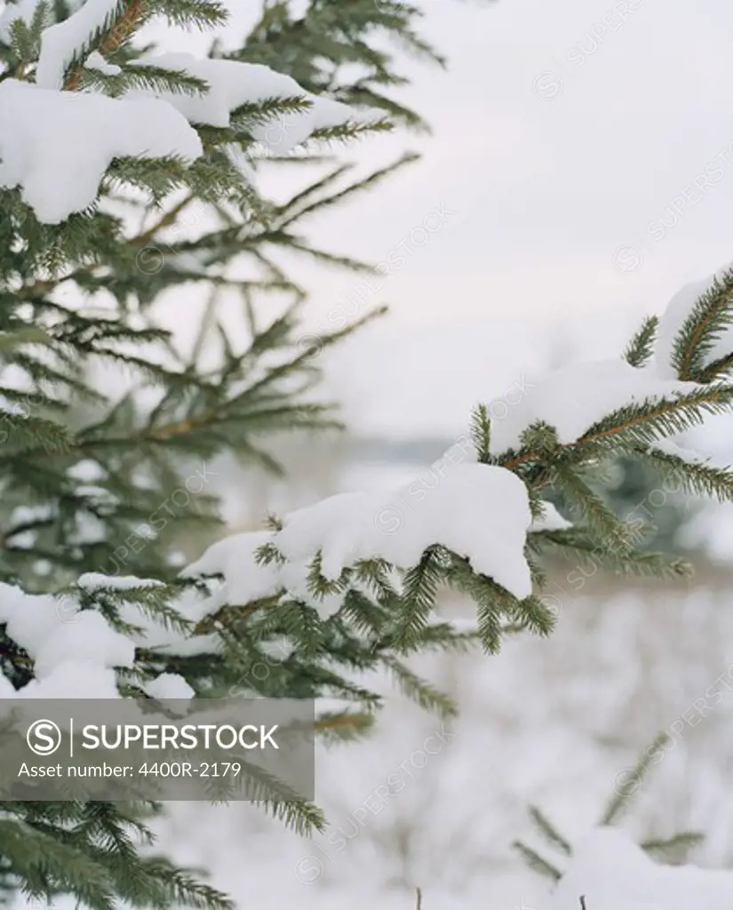 A spruce in the winter