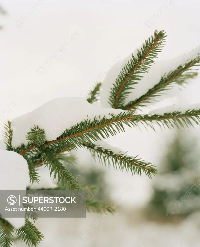 Branch of a spruce with snow