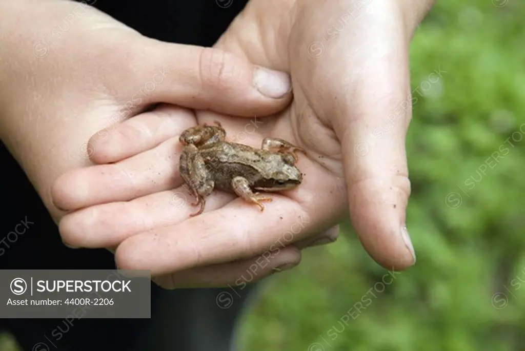 A boy holding a small frog, Sweden.