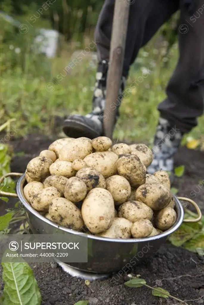 Newly picked potatoes, Sweden.