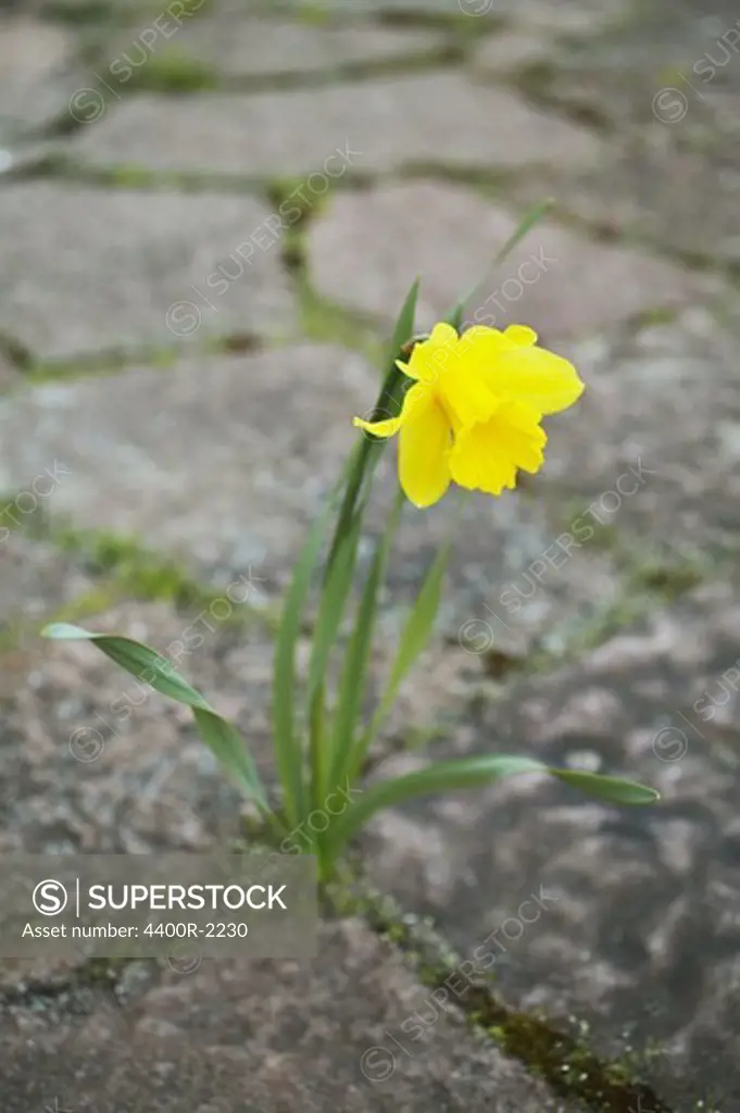 A daffodil coming up through paving-stone.