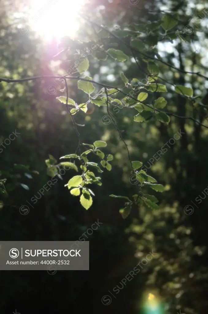 A tree branch in the sun.