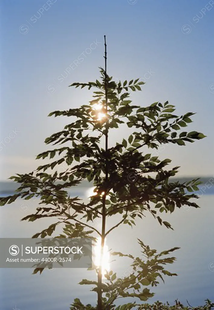 A tree against the morning sun, Sweden.