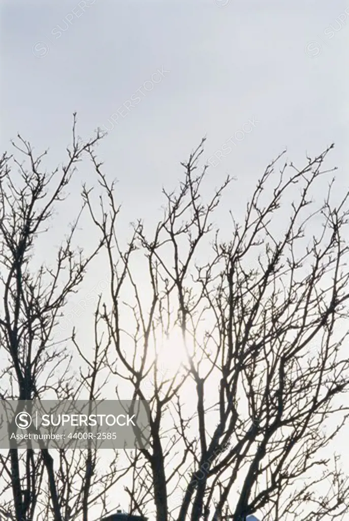 Bare branches against the light, Sweden.